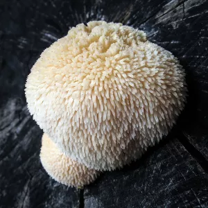 Hericium PRO, BIO (90 kapslí) MycoMedica Hericium PRO, BIO (90 kapslí) MycoMedica